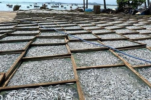 Làng nghề hấp cá vào mùa