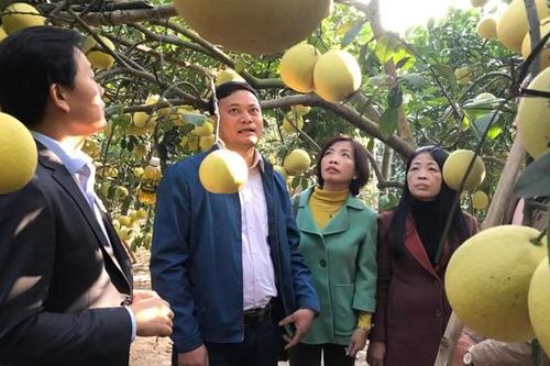 Hà Nội phát triển các vùng cây ăn quả giá trị cao