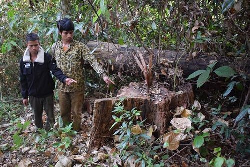Gia Lai: Tạm giam 1 đối tượng trong vụ khai thác gỗ trái phép