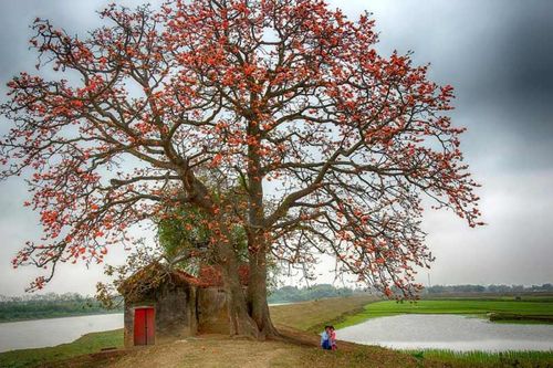 Hồn làng hoa gạo tháng Ba