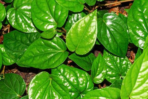 Công dụng bất ngờ của lá trầu không