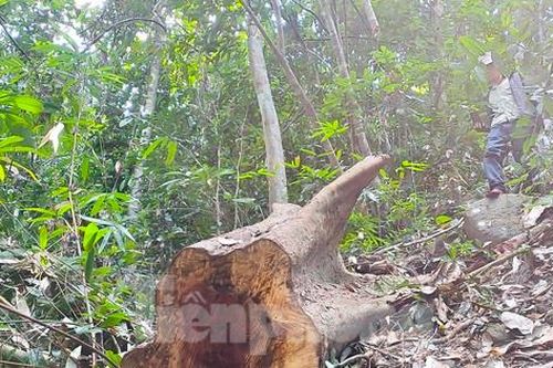 Tin mới vụ khai thác gỗ khủng trong rừng phòng hộ ở Bình Định