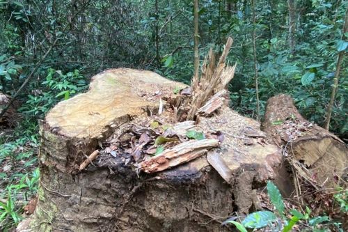 Khởi tố nhóm đối tượng tàn phá rừng già Sơ Pai