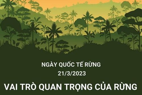Ngày quốc tế về Rừng năm 2023: 'Rừng và Sức khỏe'