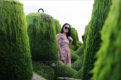 Bãi rêu xanh mướt ở xóm Rớ thu hút du khách
