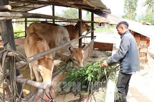 Nhiều mô hình giúp người dân tộc ở K'bang phát triển kinh tế gia đình