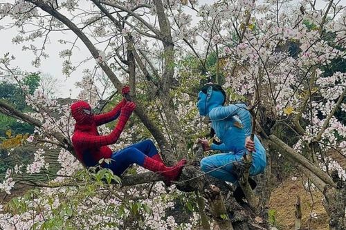 'Spider Man' và 'Avatar' cùng leo trèo, tạo dáng chụp ảnh với hoa ban Điện Biên khiến dân tình cười ngất
