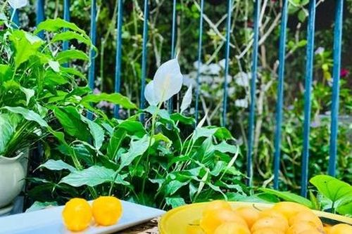 Sự thật thanh trà Thái giá rẻ bán tràn lan