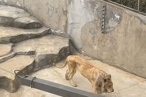 Chú sư tử gầy trơ xương trong sở thú khiến cộng đồng mạng xót xa