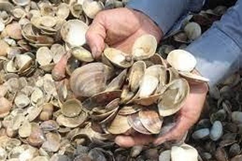 Bến Tre: Xuất hiện tình trạng nghêu chết hàng loạt