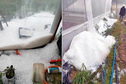 Mưa đá giữa mùa khô gây thiệt hại hoa màu tại Lâm Đồng