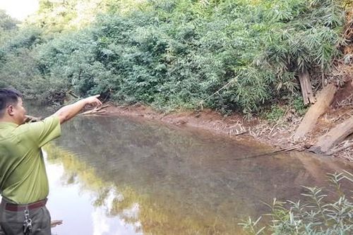 Phát hiện voi rừng xuất hiện gần khu dân cư ở Bình Phước