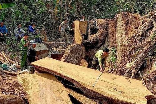 Công an Kon Tum bắt quả tang 2 đối tượng khai thác gỗ trái phép