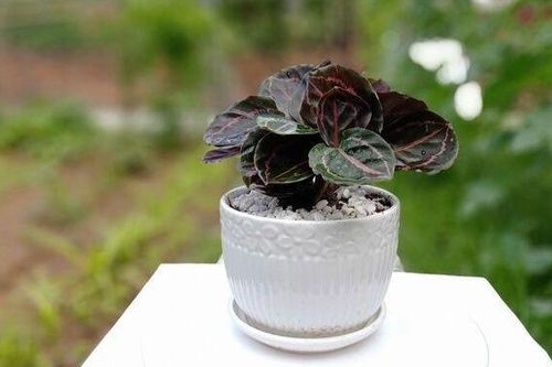Đuôi công – loài cây phong thủy mang tiền tài, thịnh vượng cho gia chủ
