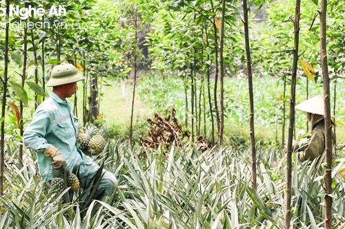 Nghệ An: Nắng nóng đầu mùa, dứa tăng giá mạnh