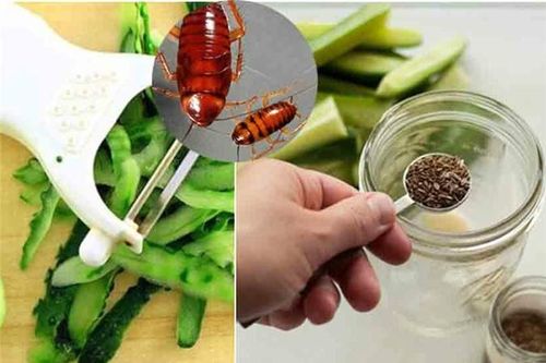 Mẹo đuổi gián an toàn hiệu quả, đảm bảo 'tiễn chân' gián một đi không trở lại
