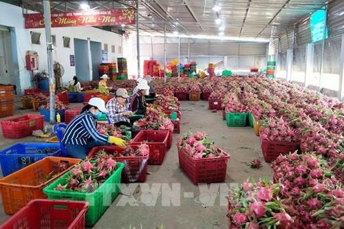 Long An xây dựng vùng sản xuất nông nghiệp công nghệ cao với 4 loại cây