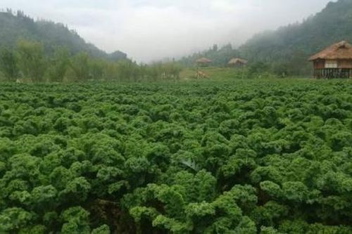Trồng cải kale thu tiền triệu mỗi ngày