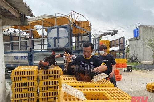 Hậu Lộc: Phát triển trang trại chăn nuôi gắn với đảm bảo vệ sinh môi trường