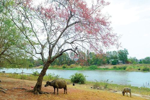 'Bông ô môi rơi đầy trước ngõ…'