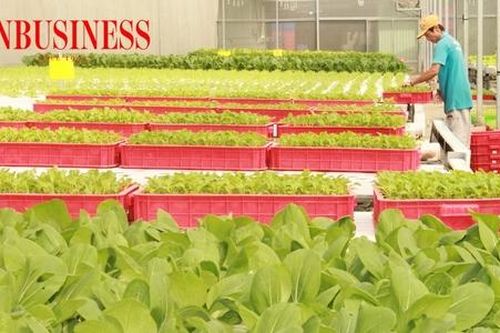 Vượt khó, thoát nghèo nhờ trồng rau sạch ứng dụng công nghệ cao