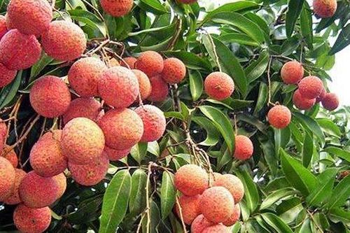 Dự báo một mùa bội thụ vải thiều Thanh Hà