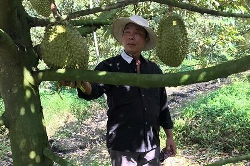 Không mở rộng diện tích trồng sầu riêng khi chưa có liên kết sản xuất và tiêu thụ