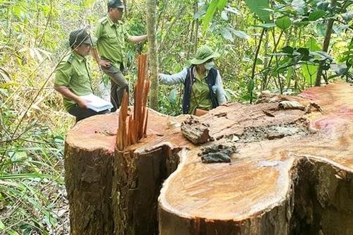 Công an vào cuộc điều tra vụ phá rừng phòng hộ Vân Canh