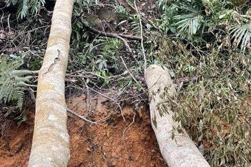 Khởi tố vụ án phá rừng ở Ninh Hòa