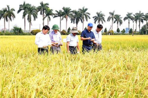 Sử dụng đất nông nghiệp hiệu quả