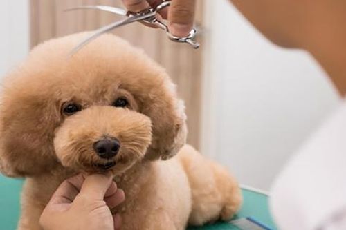 Vi khuẩn đa kháng thuốc có thể lây truyền giữa người và vật nuôi
