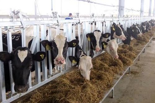 Phú Yên: Hơn 97 tỉ đồng đầu tư nuôi bò công nghệ cao