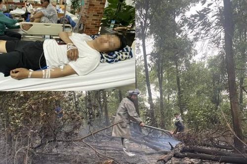 Hà Nội: Chữa cháy rừng, 1 người đàn ông bị ong tấn công phải nhập viện