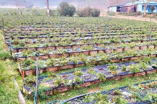 Hơn 52ha cây trồng bị ảnh hưởng do mưa đá tại Lâm Đồng