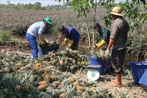 Giá dứa tại Tiền Giang tăng mạnh, nông dân bội thu