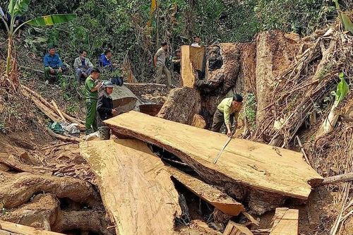 Kon Tum: Bắt quả tang 2 đối tượng đang phá rừng