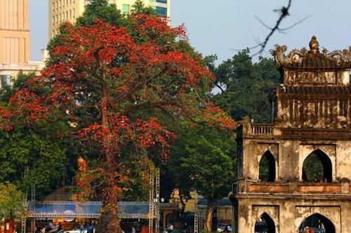 Hoa gạo 'thắp lửa' bên tháp Rùa Hồ Gươm