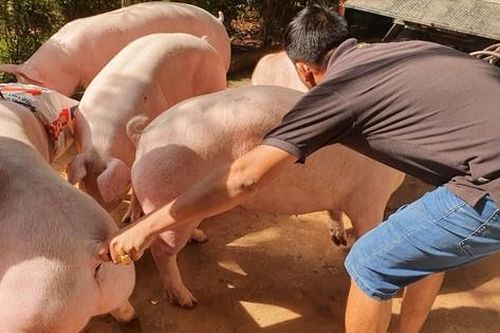 Bão giá 'thổi bay' công sức lao động, nông dân chật vật với ruộng đồng