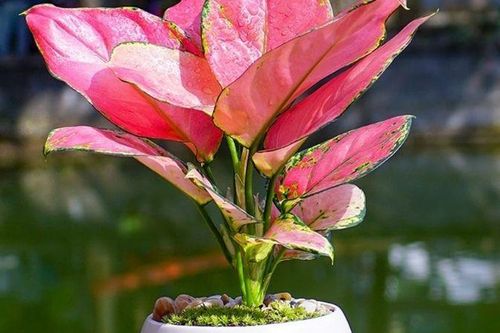Cây phong thủy cho gia chủ mệnh Thủy chiêu tài, gặp may mắn
