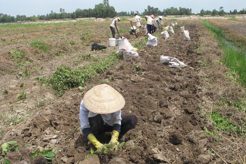Tiền Giang: Nông dân Đồng Tháp Mười trúng mùa khoai mỡ, giá cao