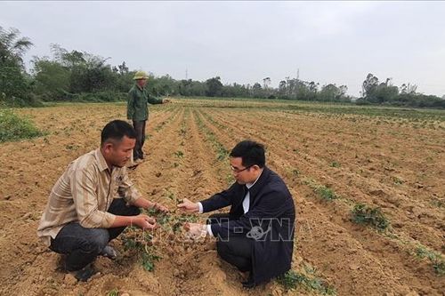 Quảng Bình: Phòng, chống bệnh khảm lá ở cây sắn