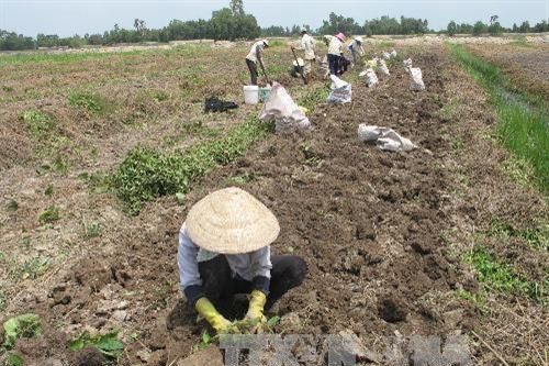 Nông dân Đồng Tháp Mười trúng mùa khoai mỡ