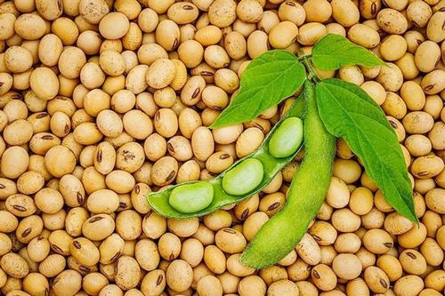Protein trong đậu nành giúp giảm cholesterol