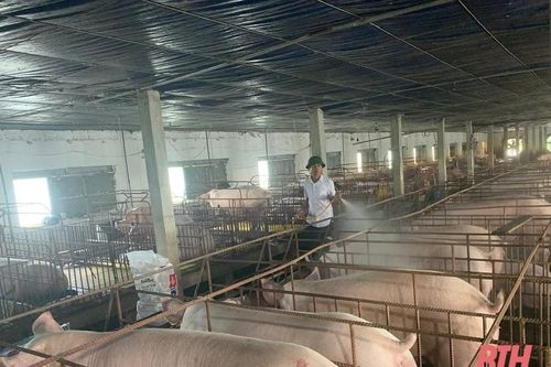 Giá lợn hơi giảm, người chăn nuôi gặp khó