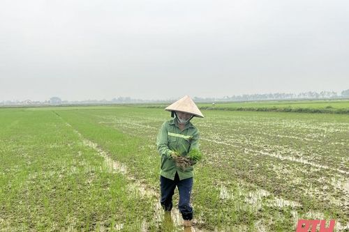 Nhân rộng các giống lúa chất lượng cao vụ xuân