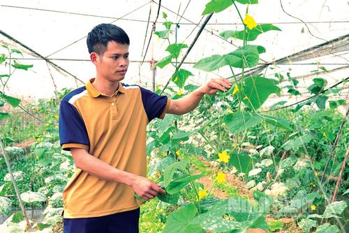 Tiếp sức để thanh niên khởi nghiệp: (Kỳ 1) - 'Đòn bẩy' giúp thanh niên phát triển kinh tế