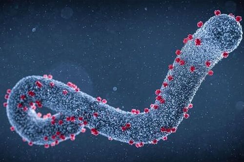 Virus Marburg có khả năng gây bệnh sốt xuất huyết tương tự như Ebola?