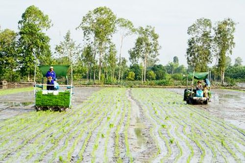 Nông thôn mới Tháp Mười khởi sắc với những 'cánh đồng thông minh'