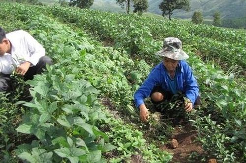 Phát triển kinh tế hộ từ cây ngắn ngày