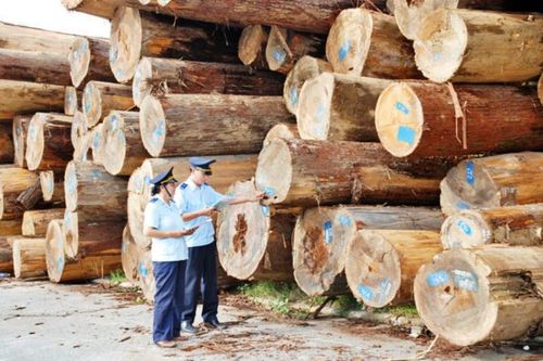 Kiến nghị kiểm soát nhập khẩu gỗ thông qua các doanh nghiệp đầu mối